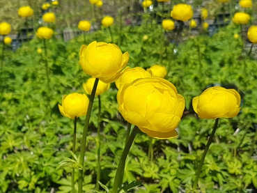 Trollius x cultorum Lemon Queen